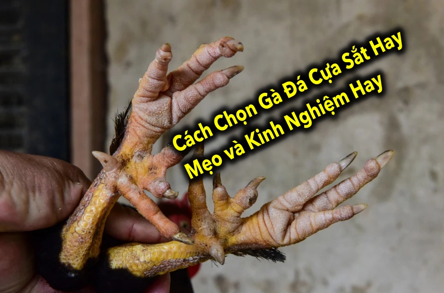 Cách Chọn Gà Đá Cựa Sắt Hay: Mẹo và Kinh Nghiệm Hay